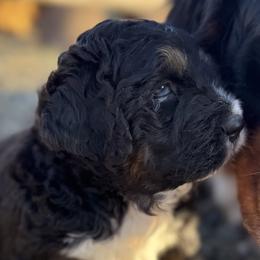 Bernedoodles and Bernese Mountain Dogs from Central Washington doodles