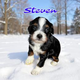 Steven - male Golden Mountain Doodle puppy in Banner Elk, North Carolina from Walnut Tree Bernedoodles