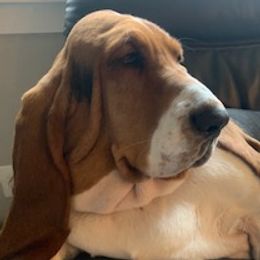Maggie - Basset Hound