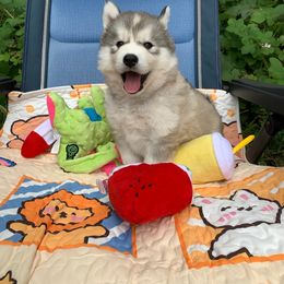 Siberian Husky Puppies from Canace Siberians