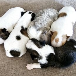 Chihuahua puppies from Seven Diamond Chihuahua's