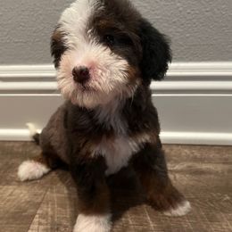 Bella - Blue merle female Bernedoodle puppy in Los Angeles, California from Bernied00dle Love