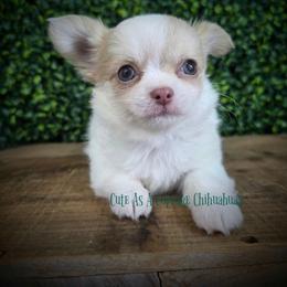 Tator - Sable spotted white male Chihuahua puppy in Piqua, Kansas from Cute As A Cupcake Chihuahuas
