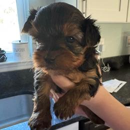 Dasher - Black and gold male Yorkshire Terrier puppy in Citrus Springs, Florida from Lulus toy poodles