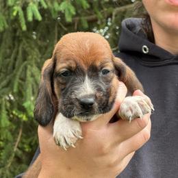 Boy 3 - Red and white male Basset Hound puppy in Lindley, New York from Hill Top Basset Hounds & Cane Corso