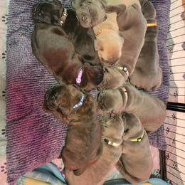 Cane Corso Puppies from Elite Empire Cane Corso