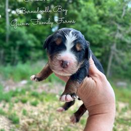 Righty Tighty - Tri-color male Bernedoodle puppy in Grove, Oklahoma from Guinn Family Farms