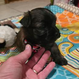 Duke.  (He is Brindle) - Black & tan tri-color male Maltipoo puppy in Arkansas from Harper's Pups