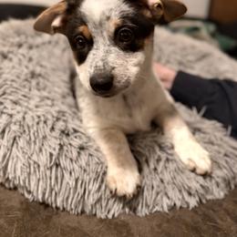 Sunlight - Fawn female Companion Cross puppy in San Francisco, California from Stonewall Cowboy Corgis
