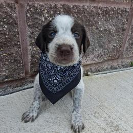 Boy 1 - Liver and white male German Wirehaired Pointer puppy in Potosi, Wisconsin from Point and Flush Gun Dogs