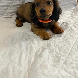 Spike - Brindle male Dachshund puppy in Rising Star, Texas from BEAW Doxies