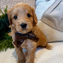 Thomas Bennett - male Cavapoochon puppy in Lucas, Ohio from Apricot Lane Puppy