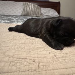 BELLE - Black female French Bulldog puppy in Eaton, Ohio from Highley’s  Frenchies