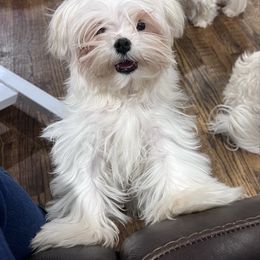 Hunk - White male Maltese puppy in Anderson, South Carolina from Blossoming Gem’s Maltese