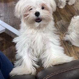 Hunk - White male Maltese puppy in Anderson, South Carolina from Blossoming Gem’s Maltese