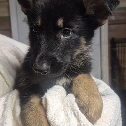 Black collar - Black and tan male German Shepherd puppy in Murray, Kentucky from Froschwald German Shepherds and Xanadu Teddy Roosevelt Terriers