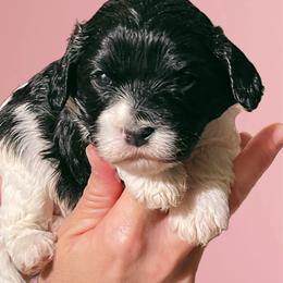 Dreamy - Tri-color female Cavapoo puppy in Lexington, Kentucky from Callaway's Cavaliers