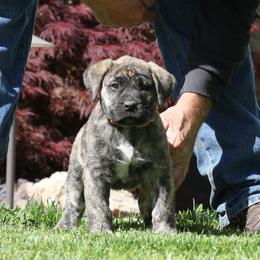 Orange Collar - Tiger female Perro de Presa Canario puppy in Pocahontas, Illinois from Cabeza Grande Kennel