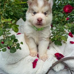 Boy 4 - Red and white male Siberian Husky puppy in Tulsa, Oklahoma from EvergreenEliteKennel