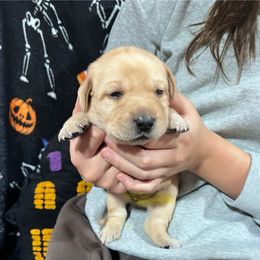 Dark Purple Girl 4 - Yellow female Labrador Retriever puppy in Harpers Ferry, Iowa from Jones Family Labs