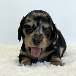 Marigold Rune - Dapple female Dachshund puppy in Sacramento, California from HEFFERNAN HOUNDS