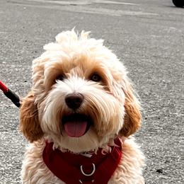 Oatey - Australian Labradoodle