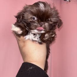 Coraline AKC - Liver female Shih Tzu puppy in Chicago, Illinois from Casa de Santiago
