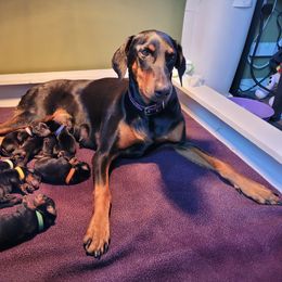 Dachshund and Doberman Pinscher Puppies from Living Hope Dobies and Doxies