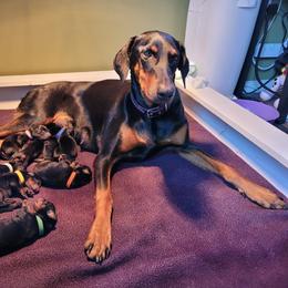 Dachshund and Doberman Pinscher Puppies from Living Hope Dobies and Doxies
