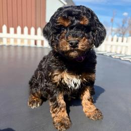 Female purple collar - Phantom female Poodle puppy in Henefer, Utah from Mountain Valley Poodles
