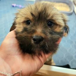 Citation. - Brown male Lhasa Apso puppy in Jefferson, New York from Absolute Lhasa Love