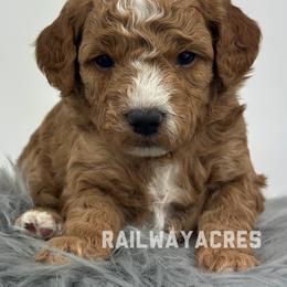 Dax - Red  male Goldendoodle puppy in Milford, Indiana from Railway Acres Kennel