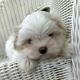 AKC Korean Gidget - White female Maltese puppy in Mooresville, North Carolina from Clearview Canines