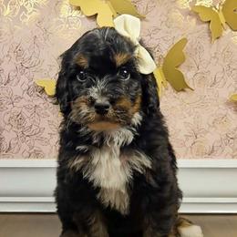 Arendale - Red female Bernedoodle puppy in Russell Springs, Kentucky from 270 Doodles