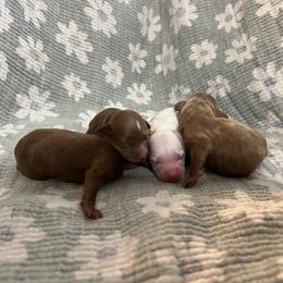 Cavapoo puppies from Dashing Dogs
