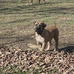Male- Orange Collar - Red male Boerboel puppy in Flemingsburg, Kentucky from Aussgardian Boerboels