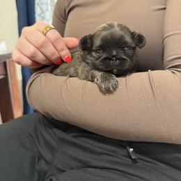 Baby boy - Fawn male Pekingese puppy in Clinton, Tennessee from Gracelands Pekingese