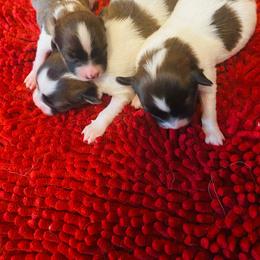 Not Named - White and sable male Papillon puppy in Derry, New Hampshire from A Circle Of Love Papillons