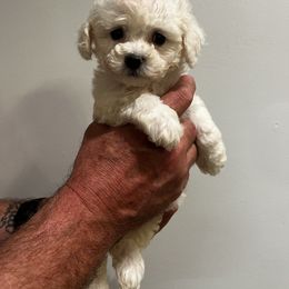 Pink - White female Bichon Frise puppy in Wilmington, North Carolina from Cape Fear Bichons