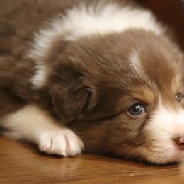 Stetson - Red tri-color male Australian Shepherd puppy in Bagley, Iowa from Diamond M Aussies