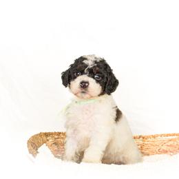 Jersey - Parti male Goldendoodle puppy in Cleveland, Georgia from The O.G. Doodles