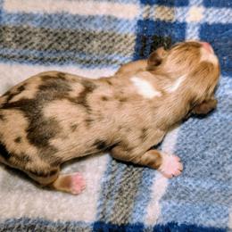 B2 - Red merle male Toy Australian Shepherd puppy in Shepherd, Texas from GAMALA Farm & Kennels