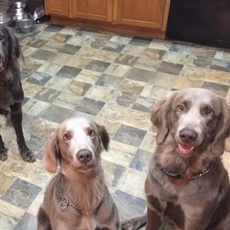 Long Haired Weimaraners and Weimaraners from Treaty Line Long Haired Weimaraners