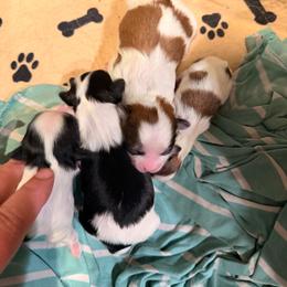Girl 1 - Black and white female Mal-Shi puppy in Benton Harbor Mi, Michigan from Wiggle Bottom Shih Tzu/Maltese