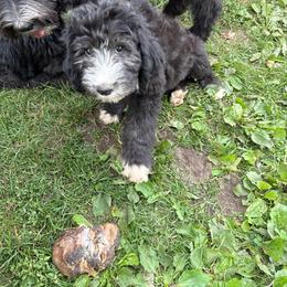 Blue - Black and white male Sheepadoodle puppy in Eleva, Wisconsin from Molly’s Doodles