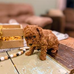 Rudy - Red  male Poodle puppy in Utica, Ohio from Poodle Me Crazy