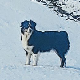 Suzi Rae - Australian Shepherd