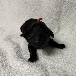 Apollo - Red - Black male Poodle puppy in Baytown, Texas from Charlotte & Co. Miniature Poodles