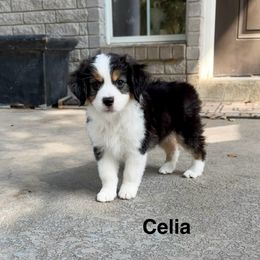 Celia - Black tri female Miniature American Shepherd puppy in Florseville, Texas from Ashber Farm