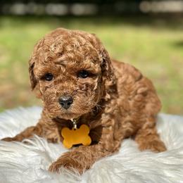 Bell - Red  female Poodle puppy in Palm Beach County, Florida from Benji’s Cockapoos